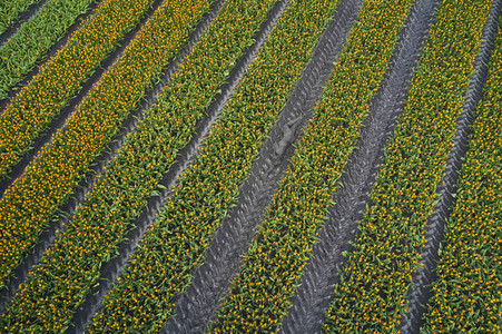 NATURE ART: Tulpenfeld / Tulip Field Bodypainting