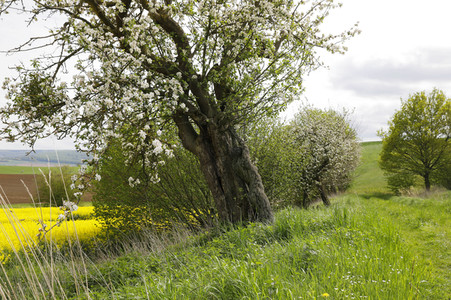 NATURE ART: Apfelbaum / Apple Tree Bodypainting