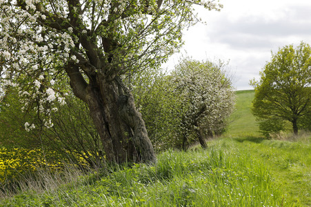 NATURE ART: Apfelbaum / Apple Tree Bodypainting