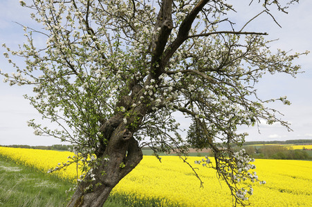NATURE ART: Apfelbaum / Apple Tree Bodypainting