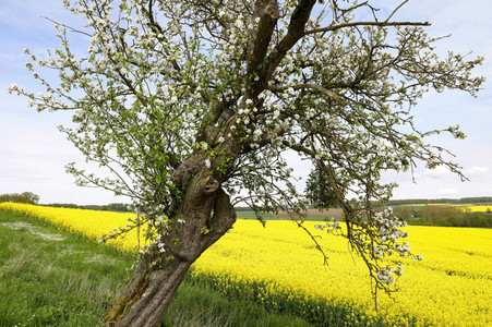 NATURE ART: Apfelbaum / Apple Tree Bodypainting