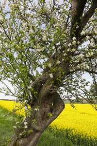 NATURE ART: Apfelbaum / Apple Tree Bodypainting