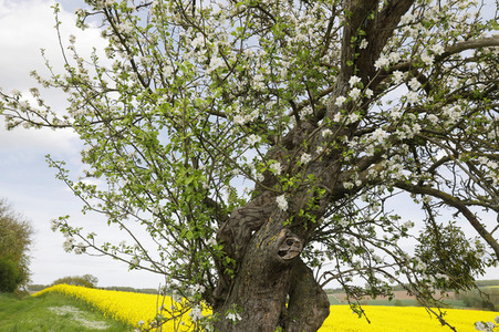 NATURE ART: Apfelbaum / Apple Tree Bodypainting