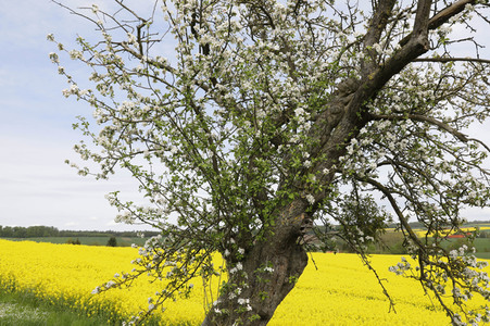 NATURE ART: Apfelbaum / Apple Tree Bodypainting