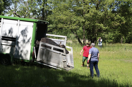 Ankunft der Wasserbüffel auf der Pfaueninsel in Berlin