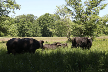 Ankunft der Wasserbüffel auf der Pfaueninsel in Berlin