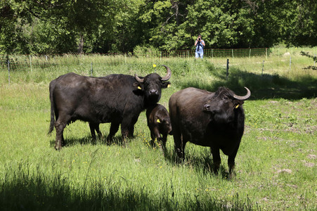Ankunft der Wasserbüffel auf der Pfaueninsel in Berlin