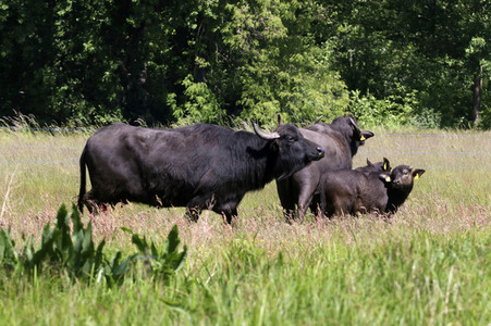 Ankunft der Wasserbüffel auf der Pfaueninsel in Berlin
