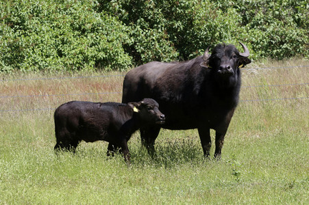 Ankunft der Wasserbüffel auf der Pfaueninsel in Berlin