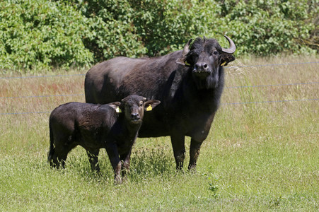 Ankunft der Wasserbüffel auf der Pfaueninsel in Berlin