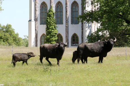 Ankunft der Wasserbüffel auf der Pfaueninsel in Berlin