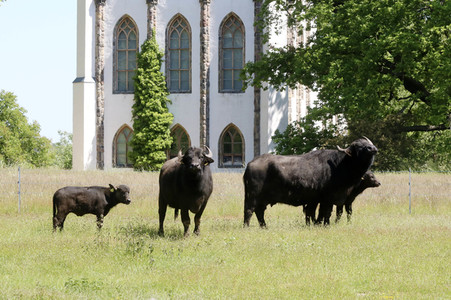 Ankunft der Wasserbüffel auf der Pfaueninsel in Berlin