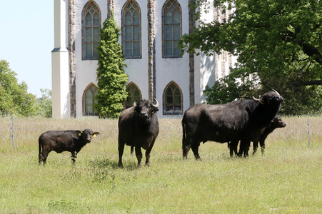 Ankunft der Wasserbüffel auf der Pfaueninsel in Berlin
