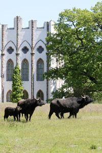 Ankunft der Wasserbüffel auf der Pfaueninsel in Berlin