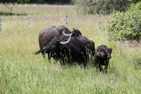 Ankunft der Wasserbüffel auf der Pfaueninsel in Berlin