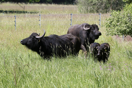 Ankunft der Wasserbüffel auf der Pfaueninsel in Berlin