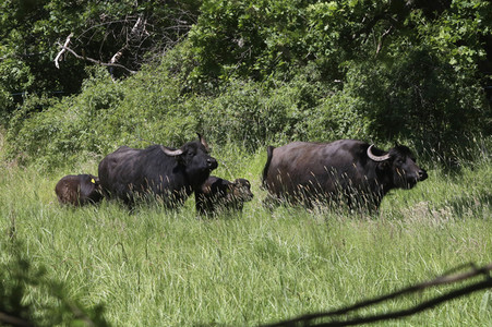 Ankunft der Wasserbüffel auf der Pfaueninsel in Berlin