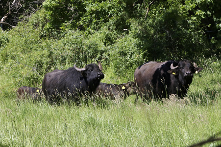 Ankunft der Wasserbüffel auf der Pfaueninsel in Berlin