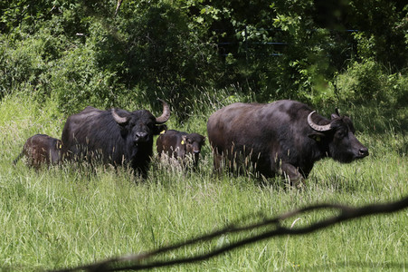 Ankunft der Wasserbüffel auf der Pfaueninsel in Berlin