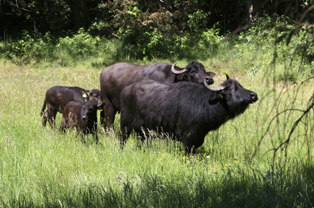 Ankunft der Wasserbüffel auf der Pfaueninsel in Berlin