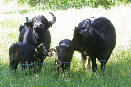 Ankunft der Wasserbüffel auf der Pfaueninsel in Berlin