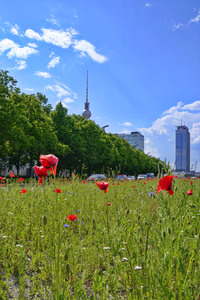 Begrünter Mittelstreifen auf der Karl-Marx-Allee in Berlin