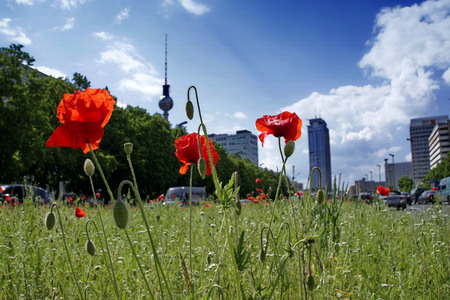 Begrünter Mittelstreifen auf der Karl-Marx-Allee in Berlin