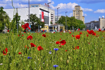 Begrünter Mittelstreifen auf der Karl-Marx-Allee in Berlin