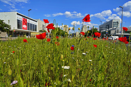 Begrünter Mittelstreifen auf der Karl-Marx-Allee in Berlin