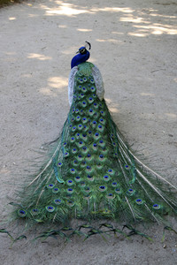 Pfauen auf der Pfaueninsel in Berlin