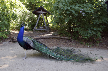 Pfauen auf der Pfaueninsel in Berlin