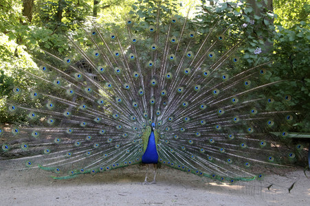 Pfauen auf der Pfaueninsel in Berlin