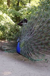 Pfauen auf der Pfaueninsel in Berlin