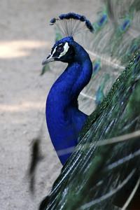 Pfauen auf der Pfaueninsel in Berlin