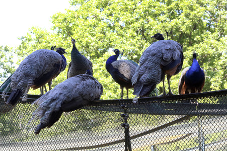 Pfauen auf der Pfaueninsel in Berlin