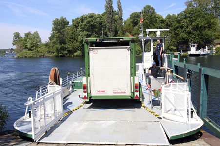 Ankunft der Wasserbüffel auf der Pfaueninsel in Berlin