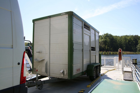 Ankunft der Wasserbüffel auf der Pfaueninsel in Berlin
