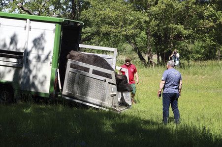 Ankunft der Wasserbüffel auf der Pfaueninsel in Berlin