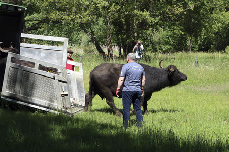 Ankunft der Wasserbüffel auf der Pfaueninsel in Berlin