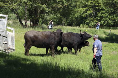 Ankunft der Wasserbüffel auf der Pfaueninsel in Berlin