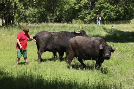Ankunft der Wasserbüffel auf der Pfaueninsel in Berlin