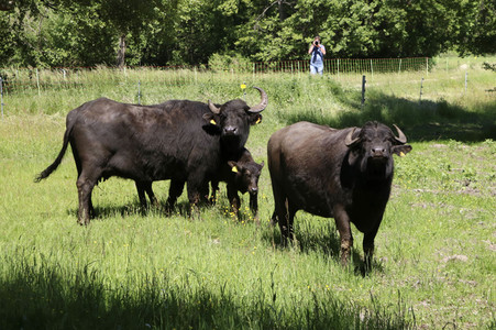 Ankunft der Wasserbüffel auf der Pfaueninsel in Berlin