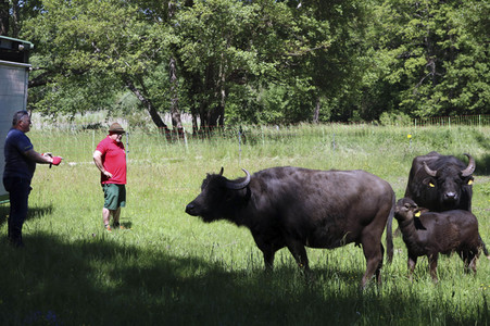 Ankunft der Wasserbüffel auf der Pfaueninsel in Berlin