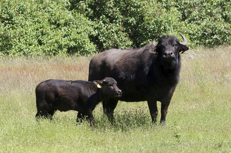 Ankunft der Wasserbüffel auf der Pfaueninsel in Berlin