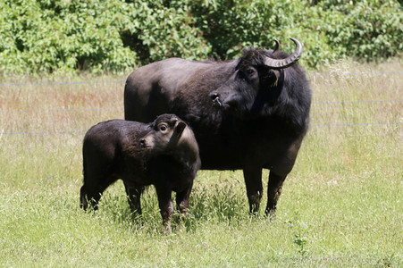 Ankunft der Wasserbüffel auf der Pfaueninsel in Berlin