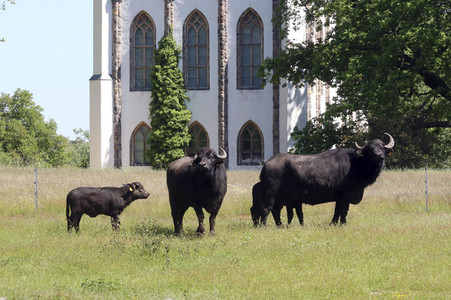 Ankunft der Wasserbüffel auf der Pfaueninsel in Berlin