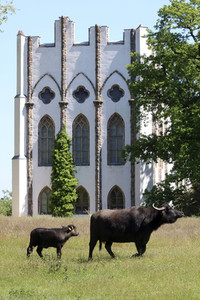 Ankunft der Wasserbüffel auf der Pfaueninsel in Berlin