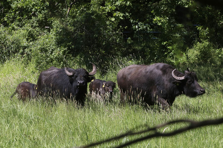Ankunft der Wasserbüffel auf der Pfaueninsel in Berlin