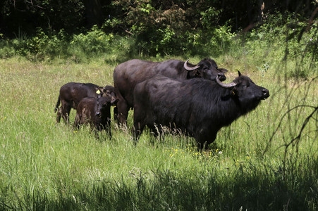 Ankunft der Wasserbüffel auf der Pfaueninsel in Berlin