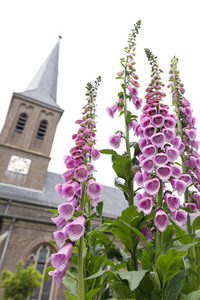 Symbolfoto Roter Fingerhut